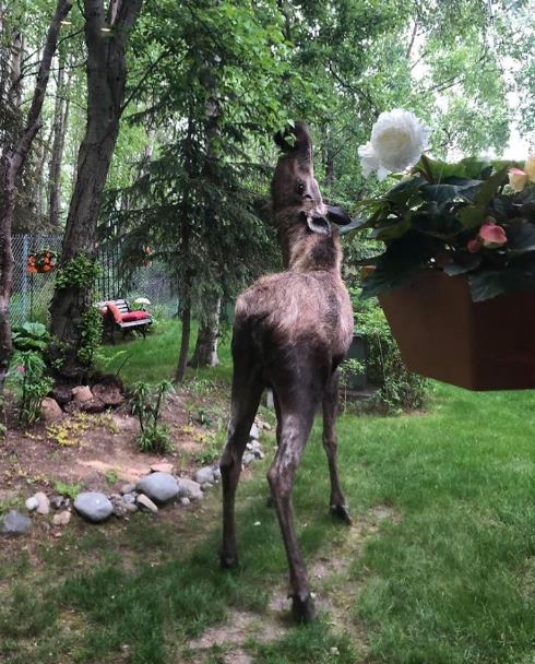 Adorable photos of moose and her calves sneaking into family cackyard 19