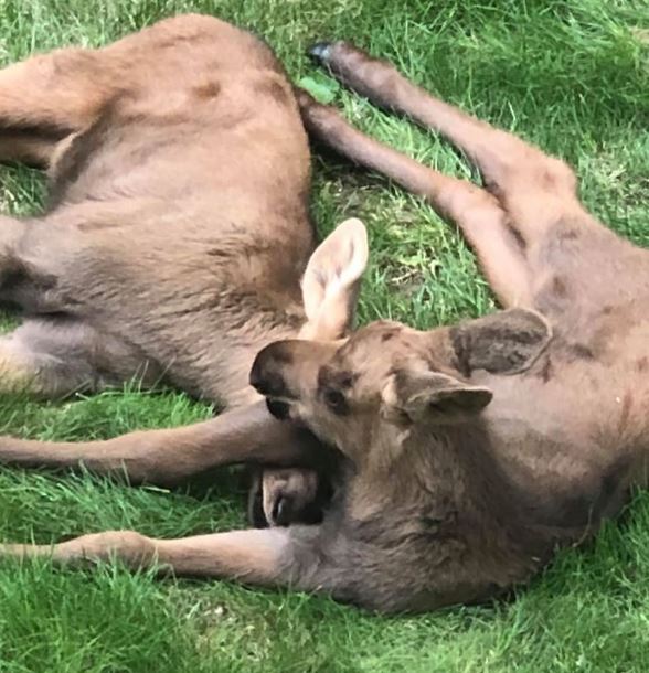Adorable photos of moose and her calves sneaking into family cackyard 20