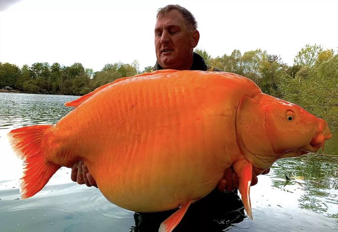 Fishermen catch a giant 'golden carp' weighing as much as a 10-year-old child 1