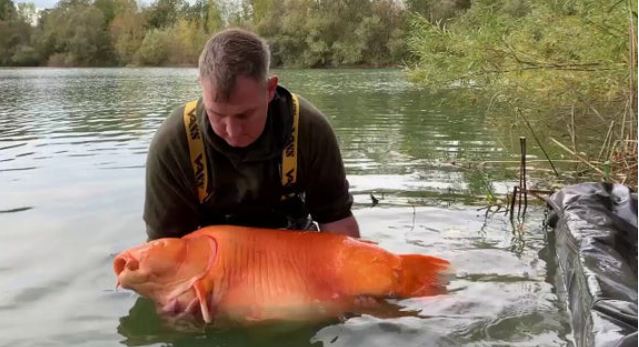 Fishermen catch a giant 'golden carp' weighing as much as a 10-year-old child 3