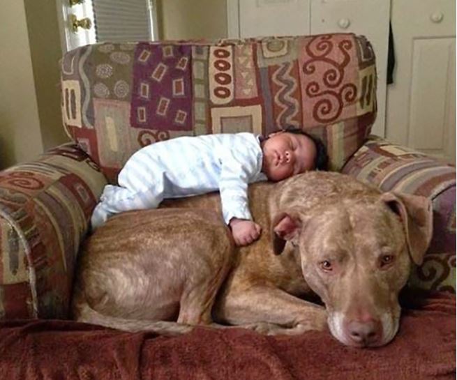 The joy of childhood: 16 heartwarming photos showing why kids need dogs in their lives 2