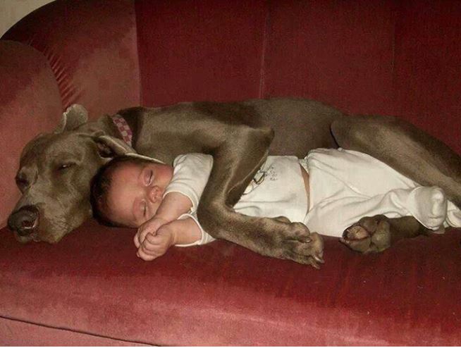 The joy of childhood: 16 heartwarming photos showing why kids need dogs in their lives 8