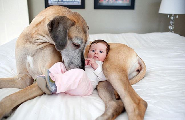 The joy of childhood: 16 heartwarming photos showing why kids need dogs in their lives 12