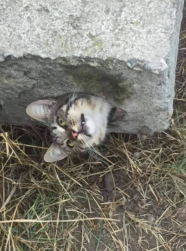 Breathless, rescue of a cat stuck in a narrow concrete pipe 1