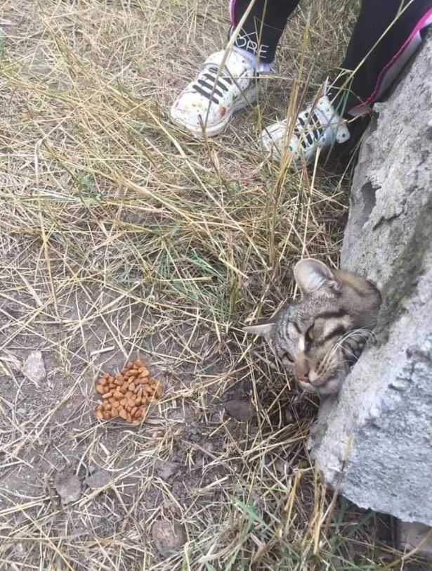 Breathless, rescue of a cat stuck in a narrow concrete pipe 2