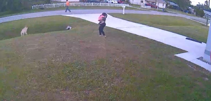 Dramatic moment dog rushes to save baby from horrific attack 3