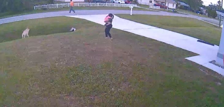 Tank dog bravely saves baby. Image:Screenshot video