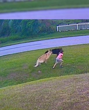 Dramatic moment dog rushes to save baby from horrific attack 6