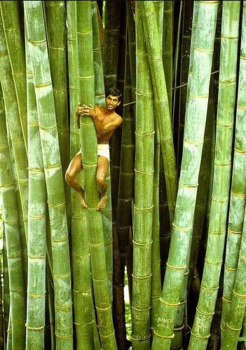 In Ghana, uutant bamboo tree surpasses height of all other buildings in the area 1