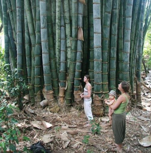 In Ghana, uutant bamboo tree surpasses height of all other buildings in the area 2