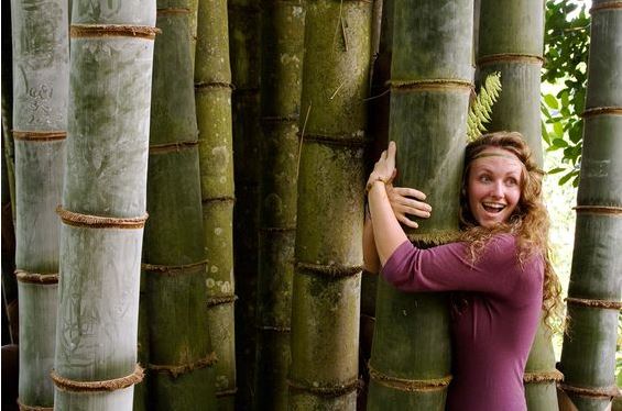 In Ghana, uutant bamboo tree surpasses height of all other buildings in the area 3