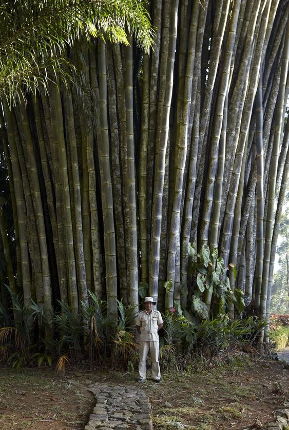 In Ghana, uutant bamboo tree surpasses height of all other buildings in the area 4