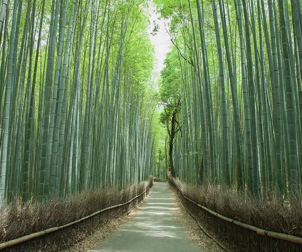 In Ghana, uutant bamboo tree surpasses height of all other buildings in the area 5