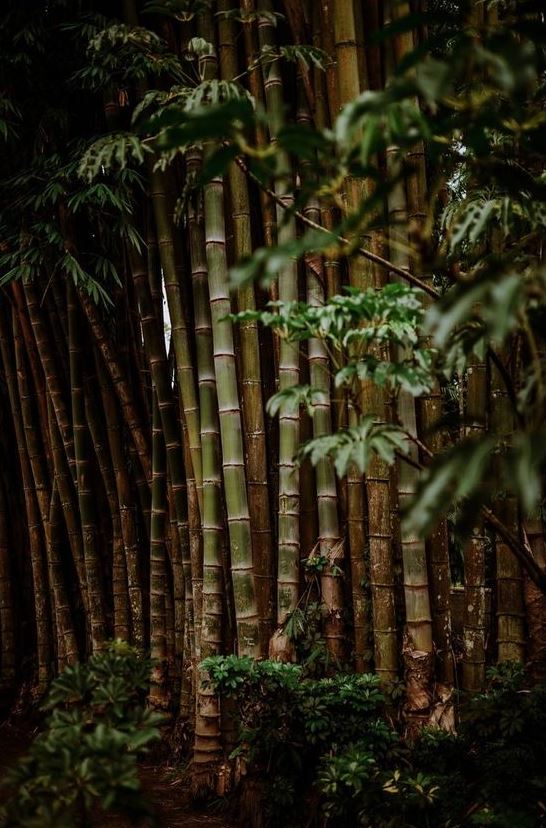 In Ghana, uutant bamboo tree surpasses height of all other buildings in the area 6