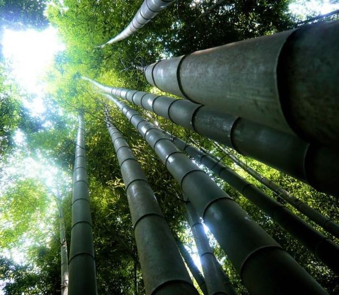 In Ghana, uutant bamboo tree surpasses height of all other buildings in the area 7