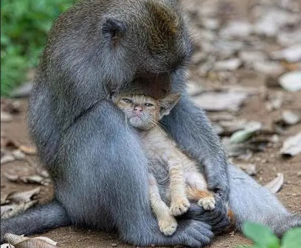 Monkey adopts and cares for kitten like her own 1