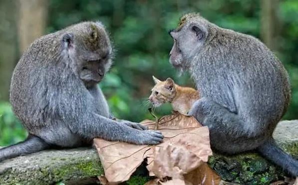 Monkey adopts and cares for kitten like her own 3
