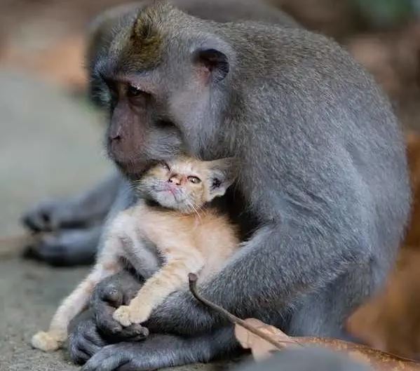 Monkey adopts and cares for kitten like her own 4