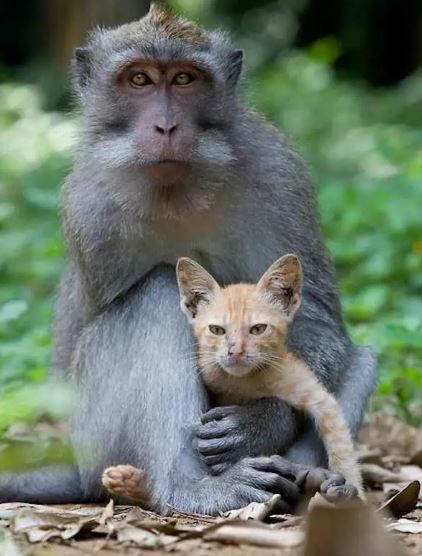 Monkey adopts and cares for kitten like her own 5