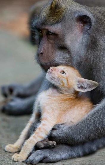 Monkey adopts and cares for kitten like her own 6