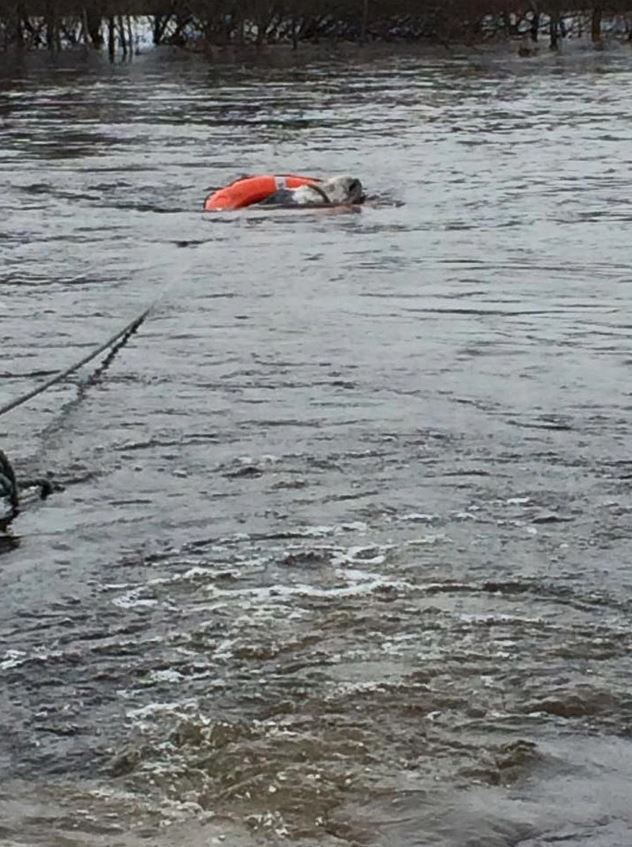 The joyful expression of a donkey rescued from a flood 1