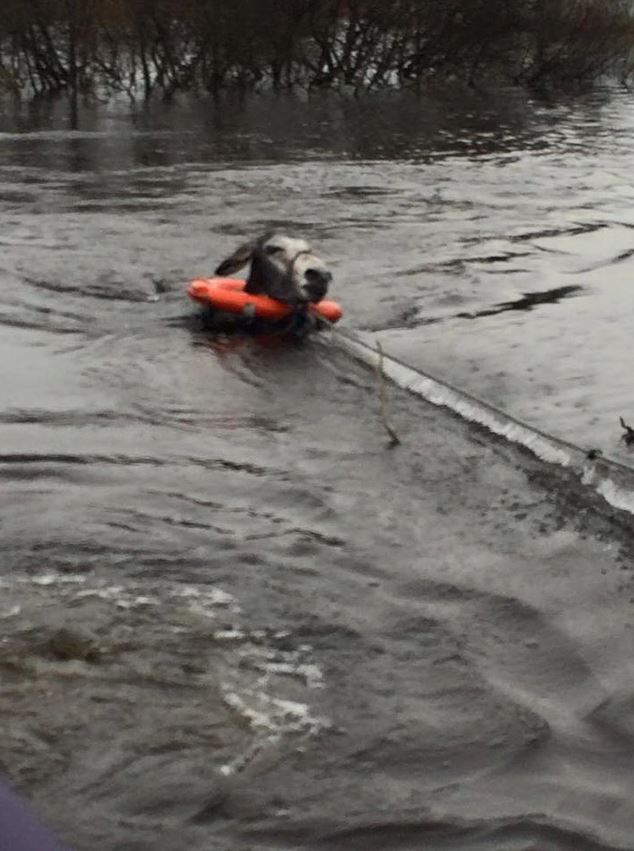 The joyful expression of a donkey rescued from a flood 2