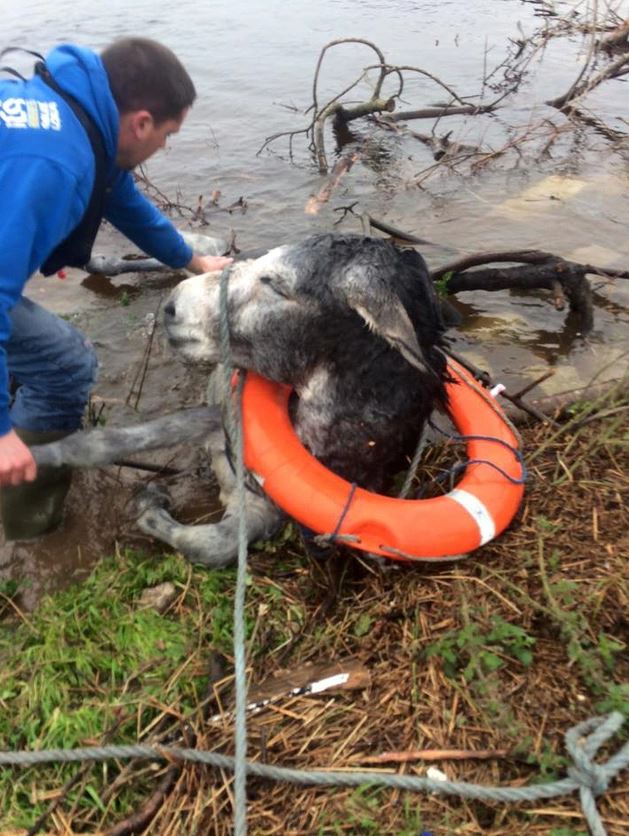 The joyful expression of a donkey rescued from a flood 3