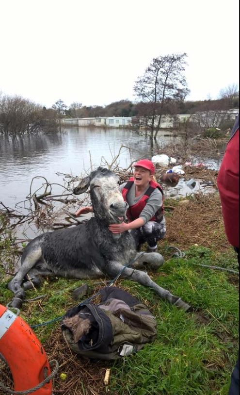 The joyful expression of a donkey rescued from a flood 4