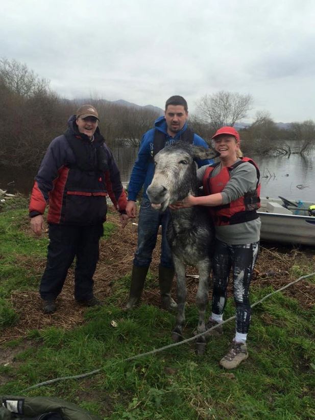 The joyful expression of a donkey rescued from a flood 5
