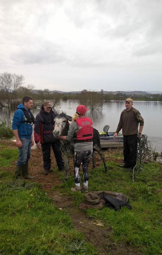 The joyful expression of a donkey rescued from a flood 6