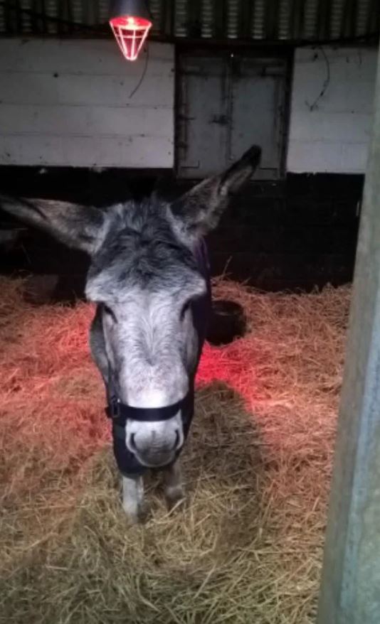 The joyful expression of a donkey rescued from a flood 7