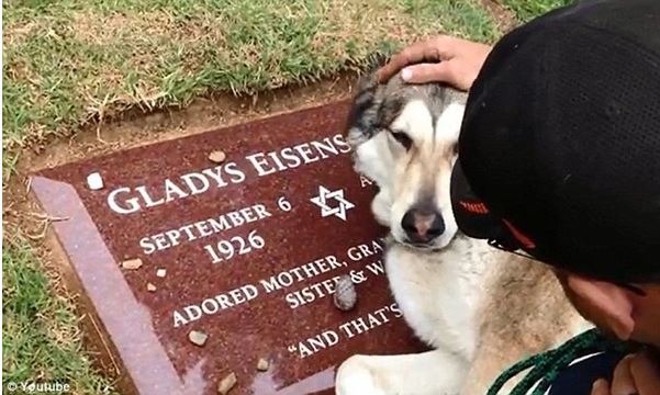 Dog heartbrokenly cries at deceased owner's grave 1