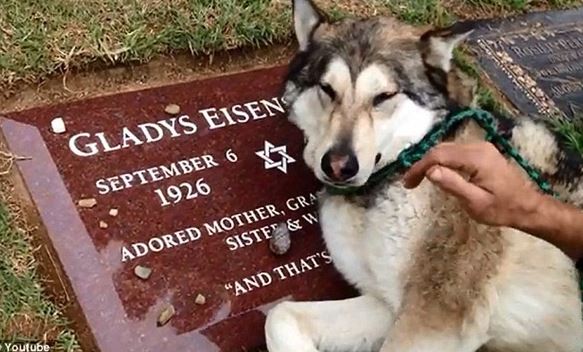 Dog heartbrokenly cries at deceased owner's grave 4