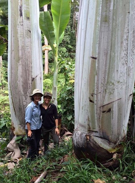 The body circumference of this banana can reach 2 meters. Image Credits: Internet