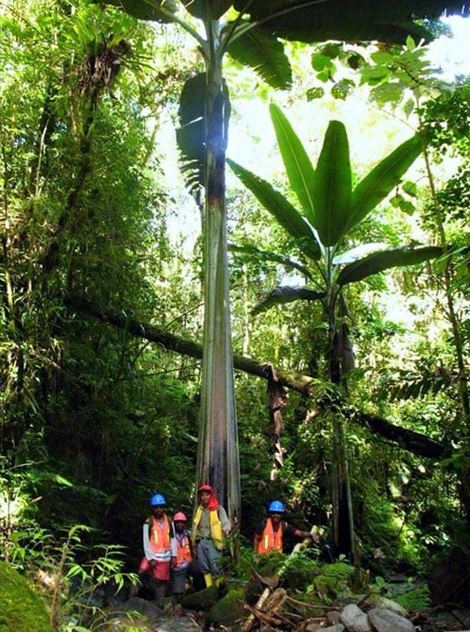Giant banana in Papua New Guinea 2