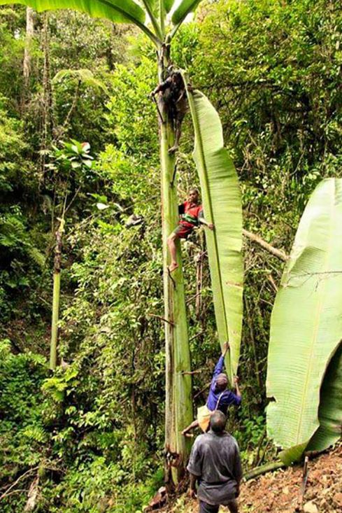 Giant banana in Papua New Guinea 3