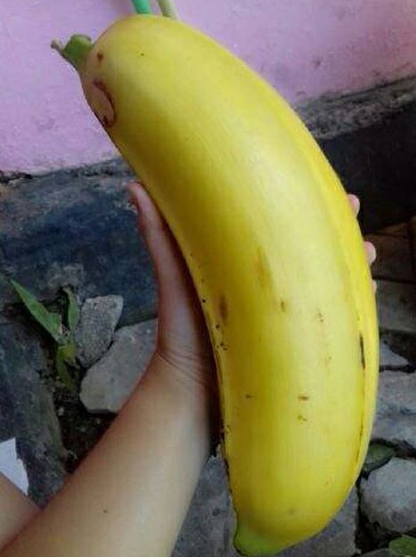 giant banana is very rare. image Credits: Internet