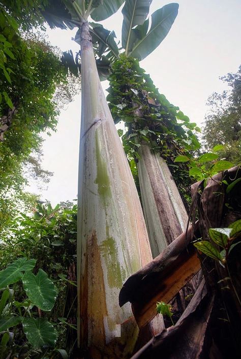 The body circumference of this banana can reach 2 meters. Image Credits: Internet