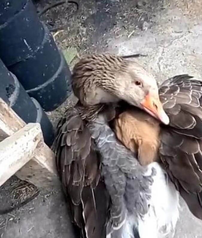Goose warms abandoned puppy in cold weather 2
