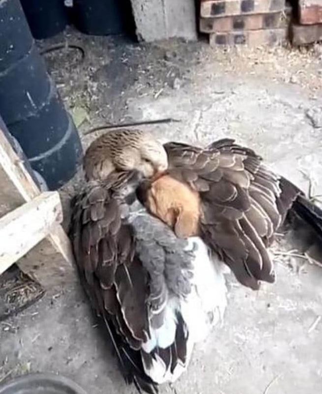 Goose warms abandoned puppy in cold weather 3