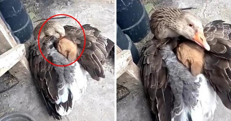 Goose warms abandoned puppy in cold weather 1