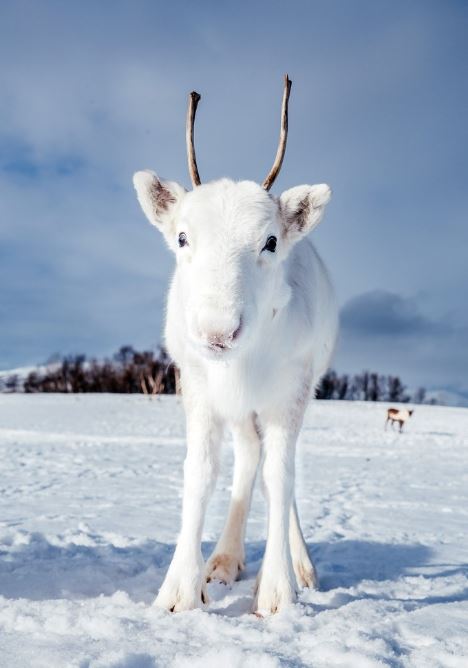 The little reindeer is as white as walking out of a fairy tale. Image Credits: Sina