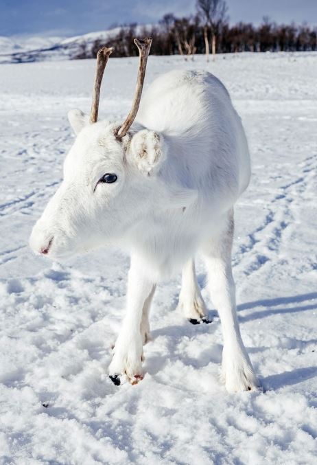 The strikingly fabulous beauty of this white reindeer does help it hide extremely effectively in the cold, snowy environment. Image Credits: Sina