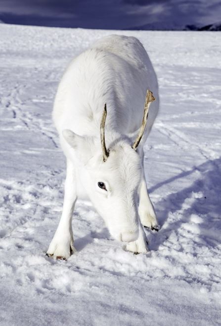 Extremely rare white reindeer in the wild mountains of Oslo, Norway. Image Credits: Sina