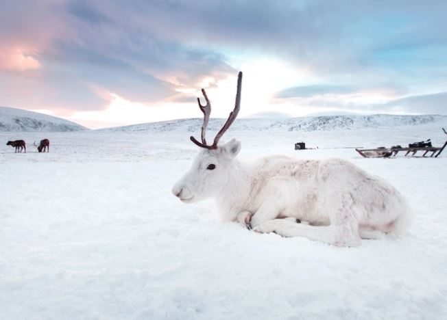 Meet the snow-white reindeer that looks like it came out of a fairy tale 4