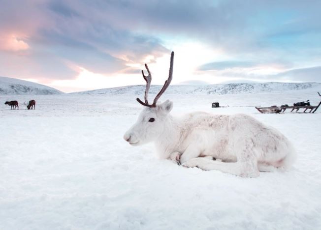 This is a very rare reindeer with a genetic mutation that changes its coat color, not albinism. Image Credits: BBC