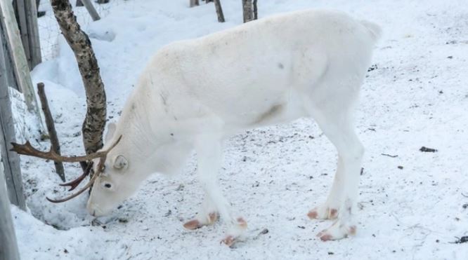 Meet the snow-white reindeer that looks like it came out of a fairy tale 5
