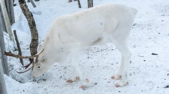 Young reindeer are friendly. Image Credits: BBC