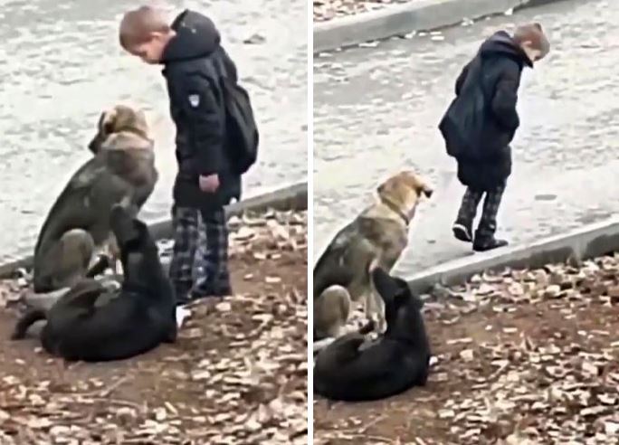 Sweet child hugs abandoned dogs when he thought no one was looking 2