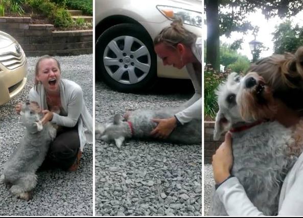 Casey jumped for joy when she saw her owner again after a two-year separation. Image Credits: Screenshot video